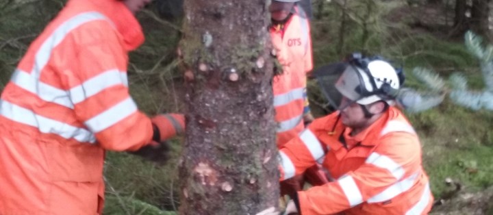 Maintenance and Safe Operation of Chainsaws, Crosscutting & Felling Small Trees